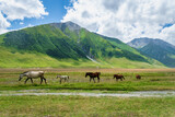 Fototapeta Konie - Horses on green pasture and mountain landscape - Truso Valley and Gorge  landscape trekking / hiking route, in Kazbegi, Georgia. Truso valley is a scenic trekking route close to North Ossetia.