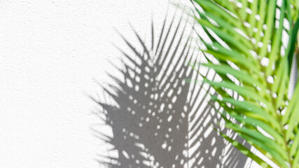 Wall Mural - Summer abstract  photography of palm leaf and shadow of it over white wall. Trendy tropics background with copy space.