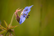 niebieski samotny polny kwiat
