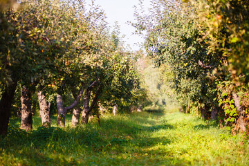 Wall Mural - apple orchard with ripe apples. Apple garden in sunny summer or autumn day. Countryside