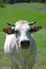 Grazing cow in the Langhe, Piedmont - Italy