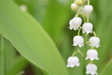 White Lily-of-the-valley Flowers In The Shape Of Bells. In The Background, Blurred Leaves Of Other Flowers. On The Left, A Place To Add The Sentence.