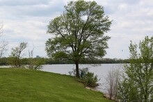 The Tree On The Shore Of The Lake In The Park.