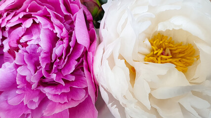 Plakat piękny bukiet kwiat ładny różowy