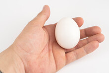 White And Gray Chicken Eggs In A Hand On A White Background