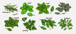 Hand drawn culinary herbs and spices. Vector illustration of rosemary, basil, mint, sage, parsley, bay leaf, oregano, thyme. Hand drawn vintage background.