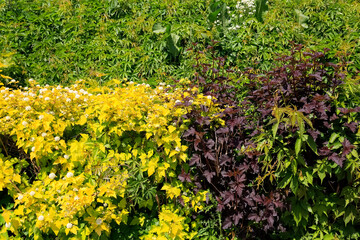 Wall Mural - Multicolored hedge shrubs