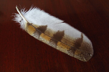 A South African Barn Owl feather detail