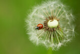 Fototapeta Dmuchawce - ladybug on a dandelion