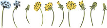 Dandelion Flower Childish Vector Illustration. Yellow Flowers Clip Art Elements Isolated On White Background.