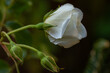 Rose bud opening in dappled light