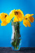 Yellow tulip on a blue background.