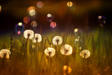 Wall Mural - natural background with white fluffy round flowers dandelions and light seeds flying in the light of a Golden sunset and glare