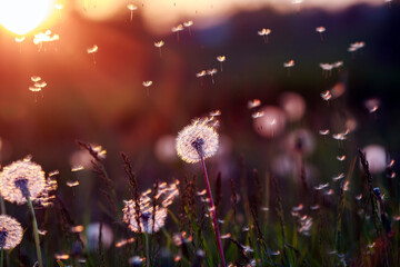 Wall Mural - natural background with white fluffy dandelions and light seeds flying in the light of a Golden sunset