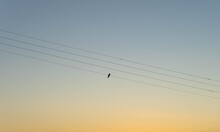 Power Line Silhouette Of A Cuckoo