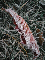 Green carpeted grass and a brown leaf frozen with frost on a cold winter morning