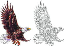American National Eagle In Flight. Vector Illustration