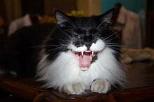 Close Up On Tuxedo Cat Face Yawning 