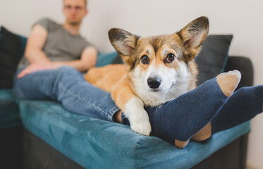 Wall Mural - Welsh corgi pembroke dog being cuddled by the owner on the sofa