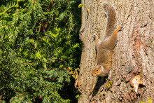 Grey Squirrel On The Trunk