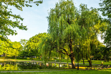 Poster - tree in the park