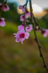 Poster - flor de Durasno