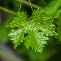 Wall Mural - Fresh grape leaf in nature as background. Macro.