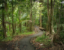 Path Winding Through Lush Greenery Of El Yunque National Park On The Island Of Puerto Rico. 