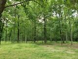 Fototapeta Krajobraz - Forest, tree, wood, trees.