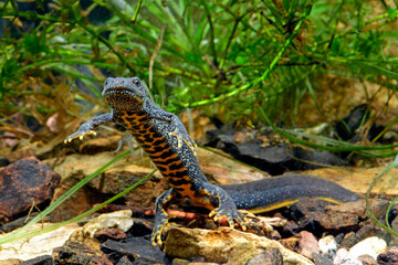 Poster - Kammmolch-Weibchen (Triturus cristatus)  - Crested newt, female