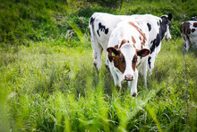 Brown - White And Black - White Cows In A Grassy Field On A Bright And Sunny Day.