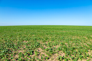 Wall Mural - green natural grass with blue sky gradient. spring field, lawn with horizon line for your background