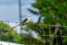 Scissor Tailed Fly Catcher Sitting On The Fence