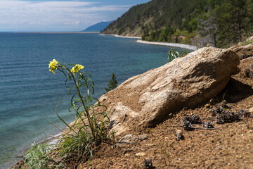 Wall Mural - Yellow flower on the shore of Lake Baikal