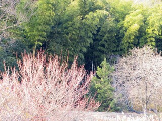 日本の田舎の風景　1月　冬の山の木々と梅の木