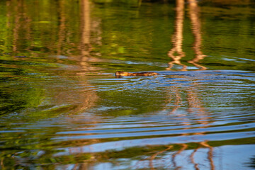 Wall Mural - Muskrat (Ondatra zibethicus) swimming in colorful Lake Wausau, Wausau, Wisconsin