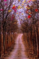 autumn in the forest