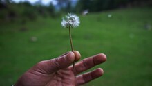 Selective Focus Shot Of Dandelion Puff Being Blown By A Man