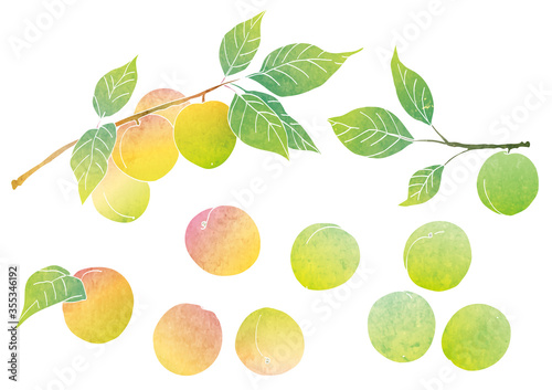 梅の実と梅の木のベクターイラスト 水彩 Stock Vector Adobe Stock