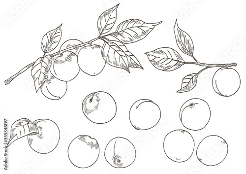 梅の実と梅の木のベクターイラスト 線画 Stock Vector Adobe Stock