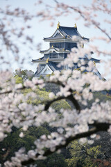 Wall Mural - 岡山城 -満開の桜が咲く「旭川さくらみち」から望む-