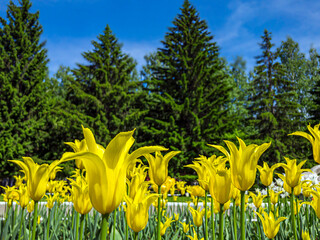 Wall Mural - Colorful yellow tulip flowers on a flowerbed in the city park. Natural landscape. Field of bright flowers on a sunny summer day, creates moods of joy and happiness. Close up, copy space for text