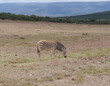 Zebras im Naturreservat im National Park Südafrika