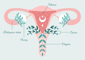 Healthy female reproductive system - Uterus and Ovaries in Flowers. Blooming womb with crescent. Floral Anatomy Scheme - Gynecology Theme. Patient-friendly infographics with text. Symbol of femininity