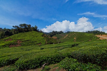 Wall Mural - Beautiful view of a tea plantation in Caeron Highland, Malaysia