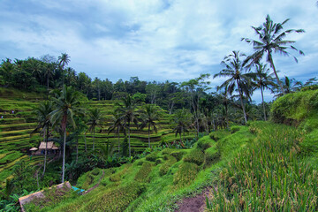 Wall Mural - View of a paddy plant in tegalalang paddy terrace area