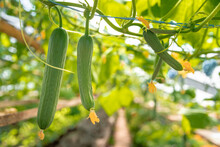 Growing Organic Cucumbers Without Chemicals And Pesticides In A Greenhouse On The Farm, Healthy Vegetables With Vitamins