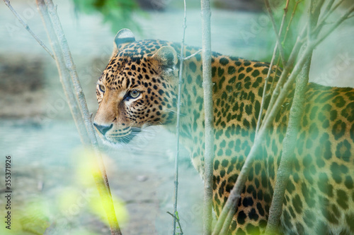 Fotografía Wild african cheetah, guepard in a zoo cage.
