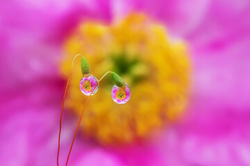 Wall Mural - Pink-yellow flowers are reflected in drops of water on the moss. Summer vibrant floral background image. Copyspace.