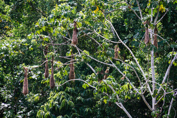 Giant nests hanging from trees, Oropendola nest